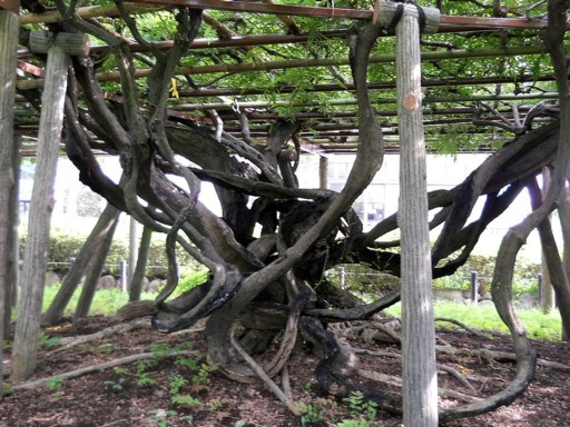 ���c����1