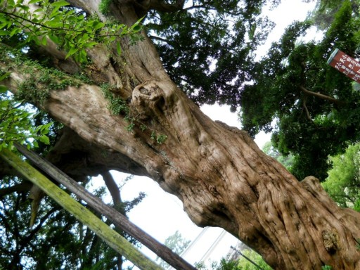 ���c����7