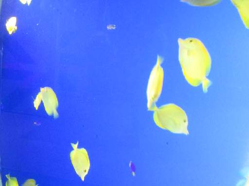 ���H������5