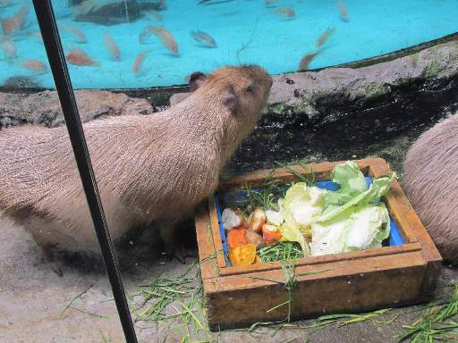 ���H������11