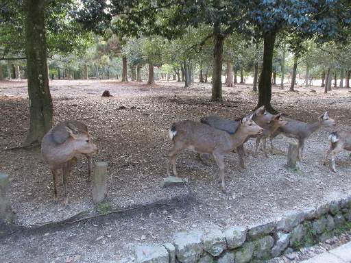 �t�����1