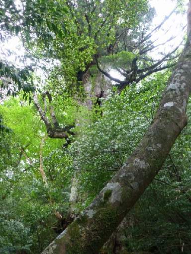 ���v���N���[�Y136