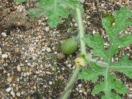 �ǂ����̉Ƃ̒�̃X�C�J�i�܂��������j