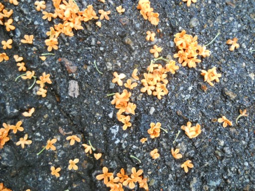 ���R�E���؍�