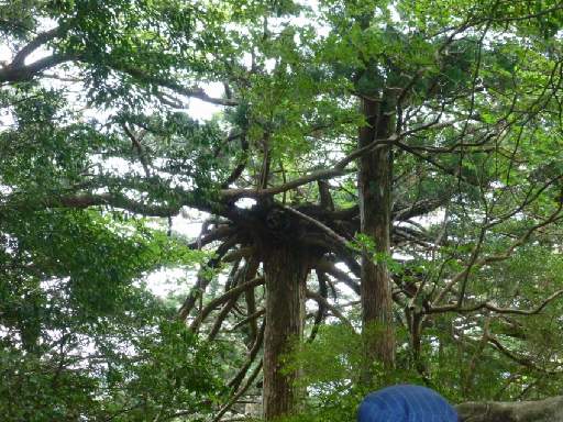 ���v���N���[�Y135